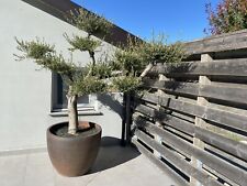 Ulivo pianta bonsai usato  Lesignano De Bagni