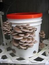 Usado, Cogumelos de ostra de inverno pleurotus ostreatus esporos de sementes naturais reais US$ 9,90 comprar usado  Enviando para Brazil