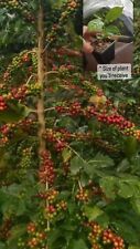 Coffee bean tree for sale  UK