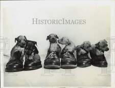 miniature pinscher puppies for sale  Memphis