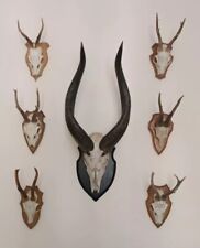 taxidermy horns for sale  BRADFORD
