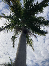 Royal cuban palm for sale  USA