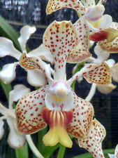 orquideas segunda mano orquideas segunda mano Embacar hacia Spain