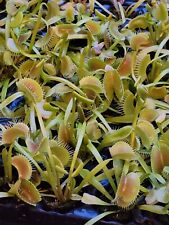 venus flytrap for sale  Egg Harbor Township