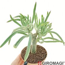 Tylecodon pearsonii POTØ10cm - GIROMAGI Cactus & Succulent Plants for sale  Shipping to South Africa