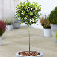 Ligustrum delavayanum tree for sale  UK