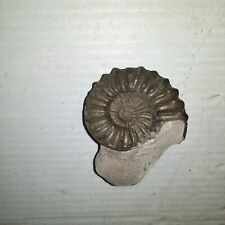 2" Pyritized Ammonite Fossil   for sale  Shipping to South Africa