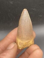 Nice spinosaurus tooth d'occasion  Montpellier-