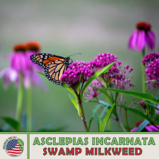 200 swamp milkweed for sale  Venice