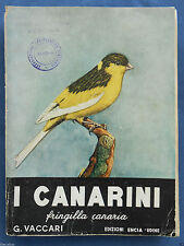Animali canarini fringilla usato  Italia