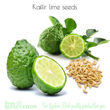 Kaffir Lime Tree Seeds. Citrus Hystrix. Makrut Lime, Grow Lime Leaves (12 Seeds) for sale  Shipping to South Africa