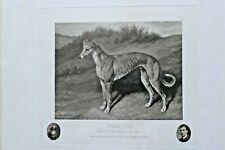 Greyhound photogravure hallow for sale  BATH