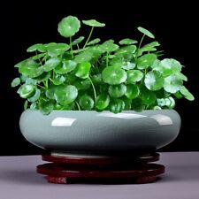 銅錢草 hydrocotyle triparti for sale  HULL