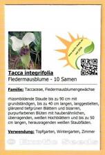 Tacca integrifolia fledermausb gebraucht kaufen  Dresden