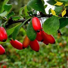 European barberry berberis for sale  Jacksonville