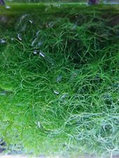 Cheato algae cheatomorpha for sale  SWINDON