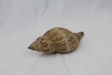 Conch seashell spiral for sale  Hot Springs Village