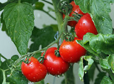 Pfarrgarten rote tomate gebraucht kaufen  Bayreuth