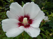 White hibiscus seeds for sale  Saint Augustine