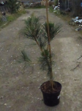 Pinus thunbergii japanese for sale  CRANBROOK