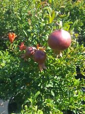 Dwarf pomegranate tree for sale  Ben Wheeler