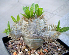 PACHYPODIUM DENSIFLORUM rare madagascar palm cactus cacti succulent seed 5 seeds for sale  Shipping to South Africa