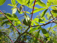 Cuttings florida cassava for sale  Fort Lauderdale