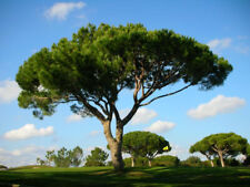 Albero pinoli pianta usato  Arezzo