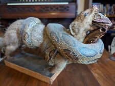 taxidermy snake for sale  NORWICH