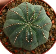 Euphorbia obesa star usato  Napoli