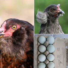 Hatching eggs araucana for sale  Shipping to Ireland