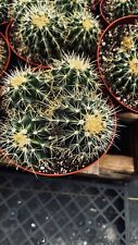 Echinocactus grusonii cactus for sale  Jurupa Valley
