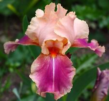 Iris germanica carnaby for sale  LONDON