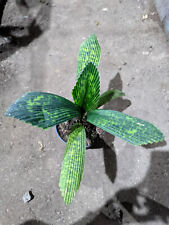 Real Pict Palm Licuala Mapu Varigated Free Syngonium Pink Splas for sale  Shipping to South Africa