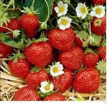 Strawberry plants ozark for sale  Staten Island