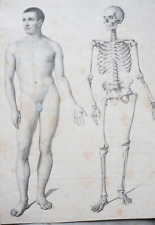 Gravure xix anatomie d'occasion  Périgueux