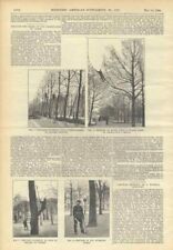 1898 París Paseo Poda Árboles Grabados Antiguos Siglo XIX Francia Plantae, usado segunda mano  Embacar hacia Argentina