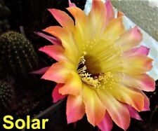 Solar echinopsis trichocereus for sale  Shipping to Ireland