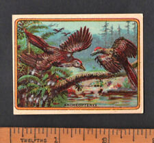 Prehistoric animal archopteryx for sale  BRIDPORT