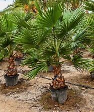Washingtonia filifera - palma a scomparto palma da sacerdote pz. 120-145 cm GH:3-4 m usato  Spedire a Italy