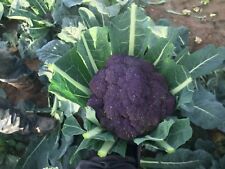 Purple broccoli plug for sale  PRESTON
