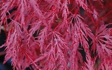 Red weeping lace for sale  Vancouver
