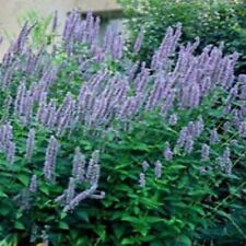 Hissopo- Anis- Agastache- 100 Sementes - BOGO 50% de desconto na VENDA comprar usado  Enviando para Brazil