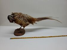 pheasant necked ring for sale  Seattle