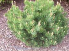 Mugo pine dwarf for sale  Canton