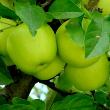 Granny smith apple for sale  NEWTOWNARDS