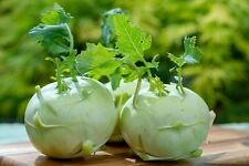 200 samen kohlrabi gebraucht kaufen  Frammersbach