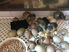 Used, Button Quail Chinese Painted Quail King Quail Hatching eggs Birds Starter Crumbs for sale  SUTTON