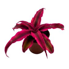 Cryptanthus bivittatus inch for sale  Apopka