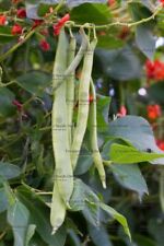 Runner bean polestar for sale  SALISBURY